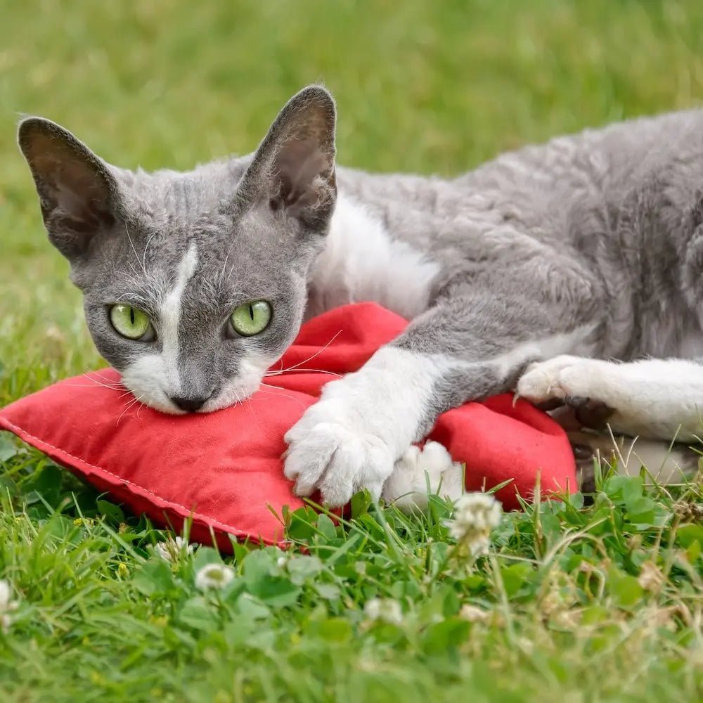 How To Keep Cats Off Furniture - Bean Bags R Us