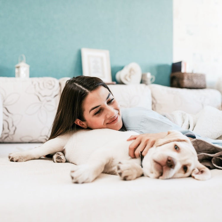 why do dogs burrow under pillows