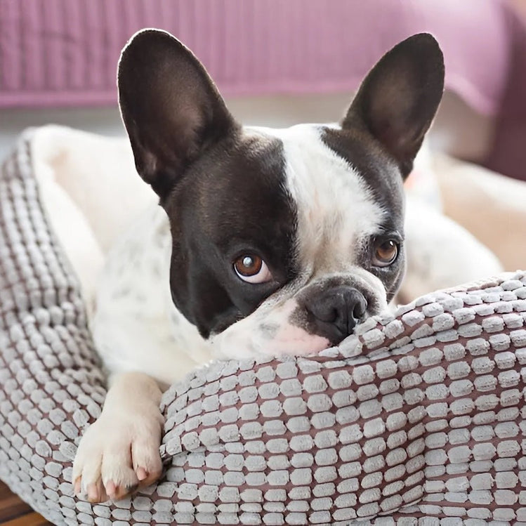 casper dog bed australia