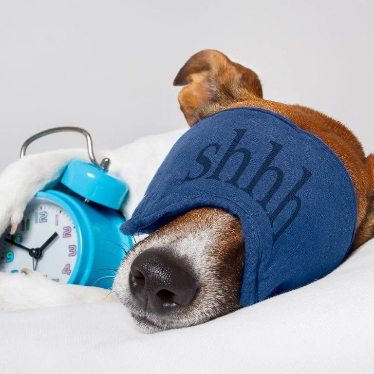 Are Bean Bags Good For Dogs? - Bean Bags R Us