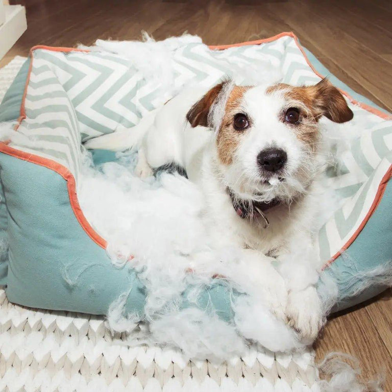How to Stop Dogs Chewing Their Beds - Bean Bags R Us