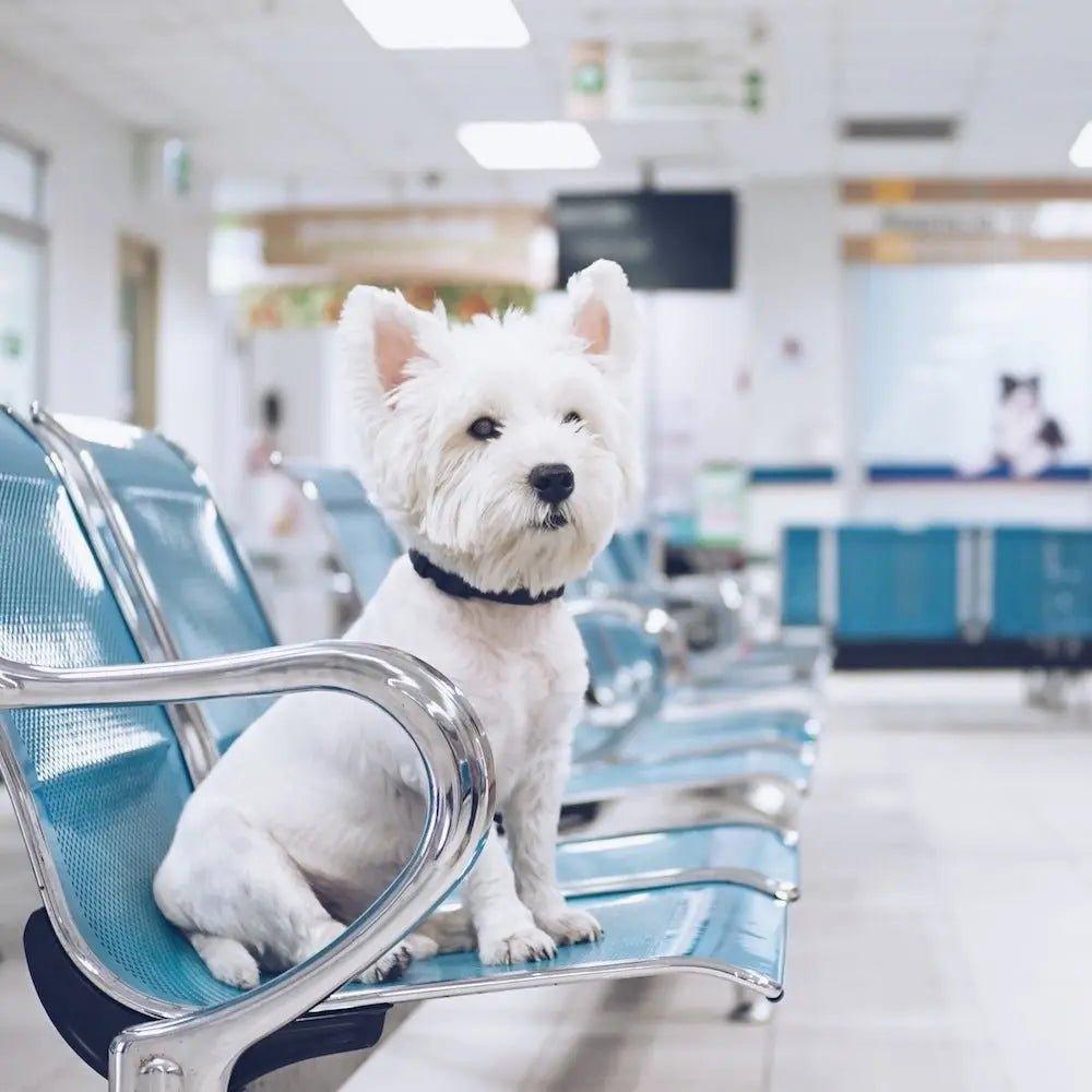 What Happens If My Dog Ate Styrofoam? - Bean Bags R Us