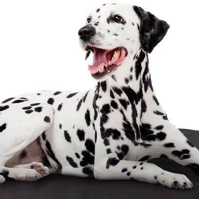 Dog bean bags collection - durable washable pet bean bag beds by Bean Bags R Us Australia
