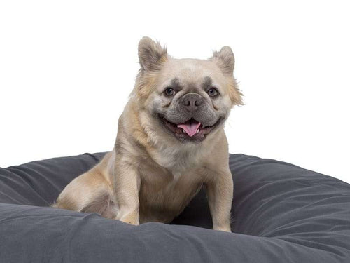 Noah pet bean bag bed for everyday use - durable Bean Bags R Us
