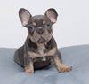 Raffa Large Rectangle Dog Bed Bean Bags R Us